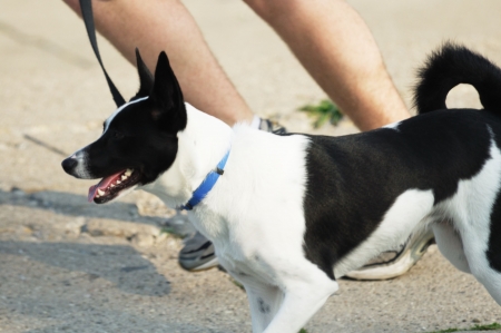 Dog and Joggerの写真素材