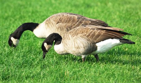 Two Canada Geese Grazingの写真素材