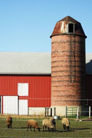 Sheep Grazing by the Red Barn and Siloの写真素材