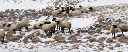 Flock of Sheep in the Snowの写真素材