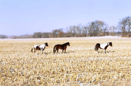 Three Horses Standing in Winter Cornfieldの写真素材