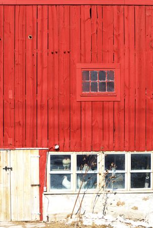 Red Barn with Chickensの写真素材