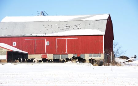 Cows, Pigeons, and Red Barn in Winterの写真素材