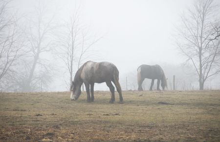 Two Gray Horses Grazing in the Fogの写真素材