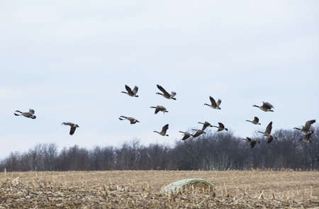 Canada Geese Flying Over Round Hay Baleの写真素材