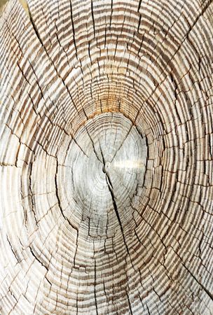 Old Tree Used for Rectangular Postの写真素材