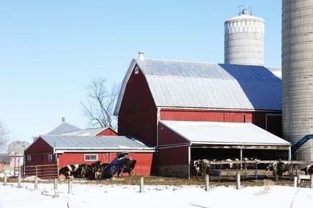 Cows by Red Barn, Shed, and Silosの写真素材