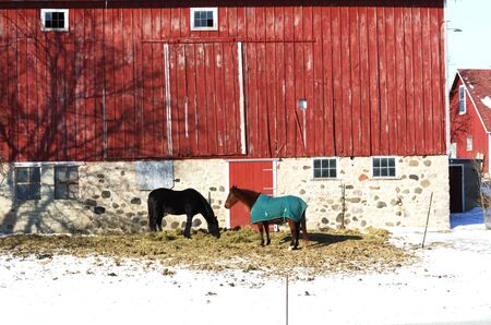 Two Horses by Red Barn, Horizontalの写真素材