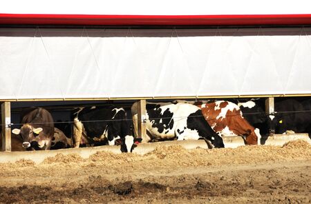Dairy Cows Eating Hayの写真素材