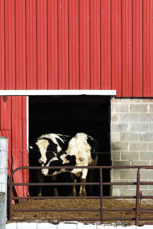 Holsteins in Red Barnの写真素材