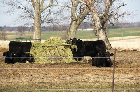 Black Angus Cattle Eating Hayの写真素材