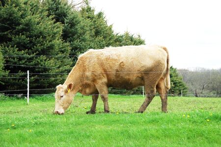 Brown Cow Grazing Aloneの写真素材