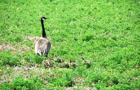 Mother Goose with Babiesの写真素材