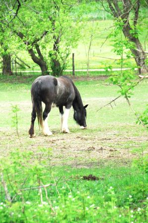 Black Horse with White Feet Grazingの写真素材