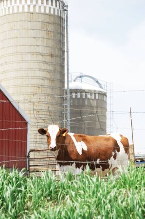 Guernsey Cow and Silosの写真素材