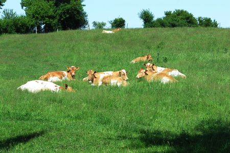 Guernsey Cattle on Green Hillの写真素材