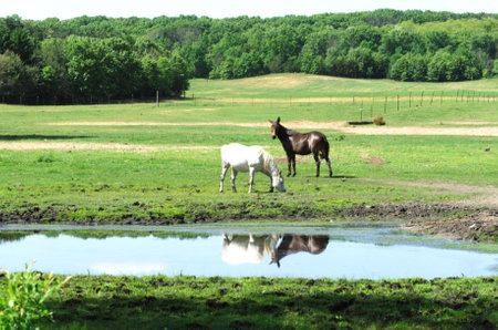 White Horse and Brown Muleの写真素材