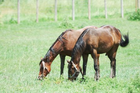Two Brown Horses Grazingの写真素材
