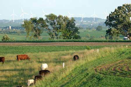 Cattle and Windmillsの写真素材