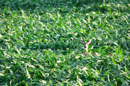 Deer Hiding in Cornfieldの写真素材