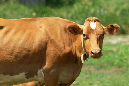Guernsey Cow Lookingの写真素材
