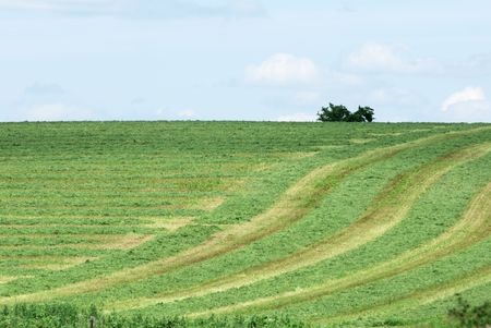Rows of Cut Alfalfaの写真素材