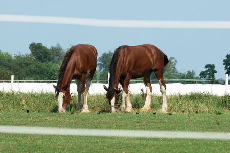 Two Horses Framed by White Fence