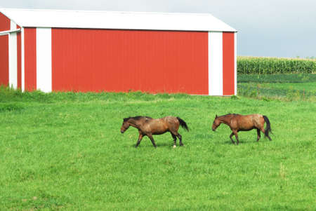 Two Brown Horses by Red Barnの写真素材