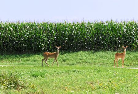 Two Fawns by Cornfieldの写真素材