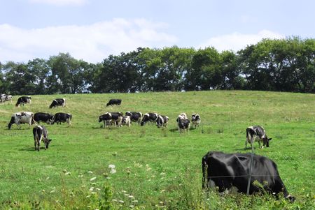 Dairy Cattle Grazingの写真素材