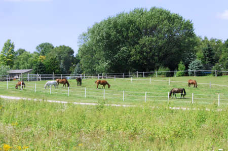 Horses Grazing