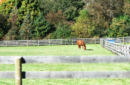Brown Horse Grazing