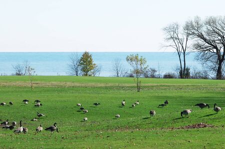 Canada Geese by the Lakeの写真素材