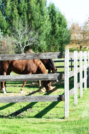 Horses Grazing Behind Fenceの写真素材