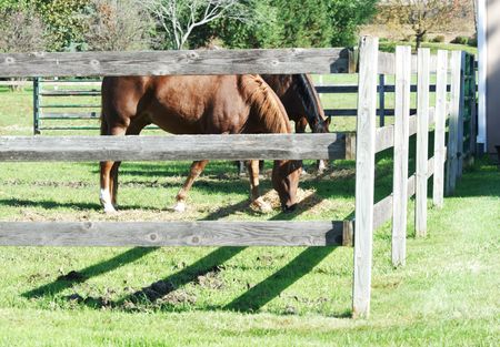 Horses Grazing Behind Fenceの写真素材