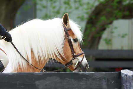 Pony with White Maneの写真素材