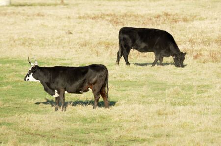 Two Black Cowsの写真素材