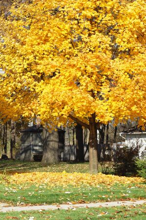 Golden Fallen Leavesの写真素材