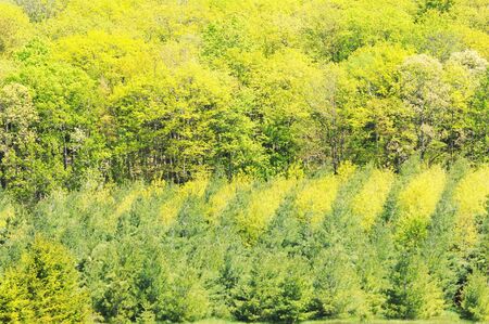 Two Shades of Green Trees