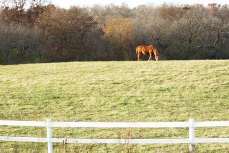 Brown Horse Grazing on the Hillの写真素材
