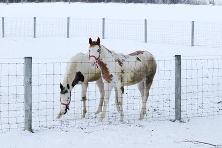 Two Pintos in Winter Snowの写真素材