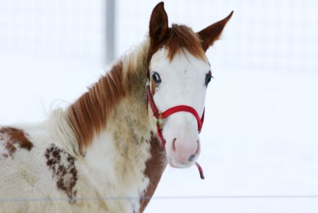 Pinto with Red Bridle in Winterの写真素材