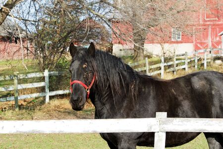 Big Black Horse with Red Bridleの写真素材
