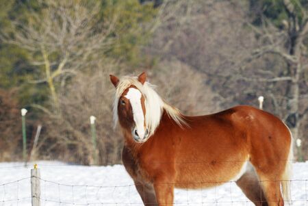 Horse in the Snowの写真素材