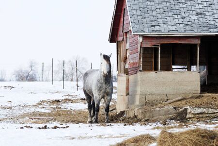 Gray Horse by the Old Shedの写真素材