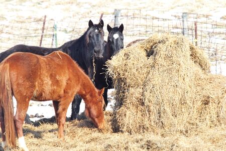Horses Eating Hay in Winterの写真素材