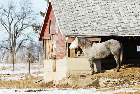 Gray Horse by Shedの写真素材