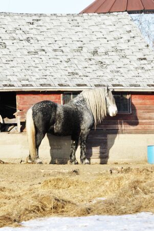 Percheron and Shadow by Barnの写真素材