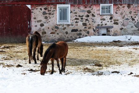 Two Horses Grazing in Winterの写真素材