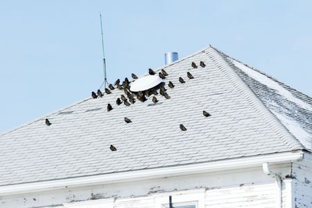 Pigeons Warming on the Roofの写真素材